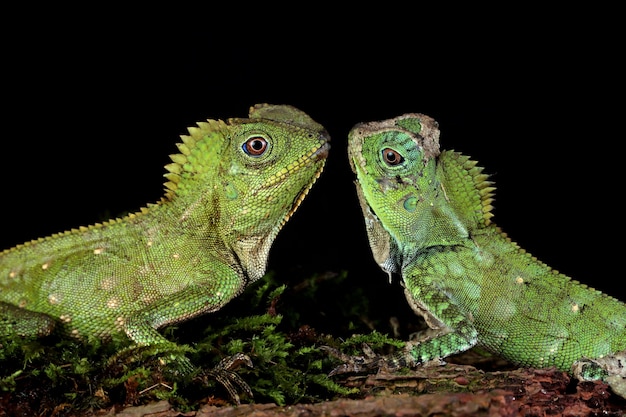 Foto gratuita dragón del bosque de lagartos en madera con pared negra