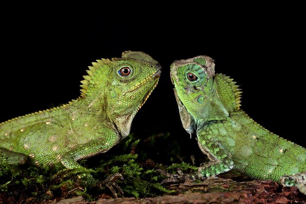 Dragón del bosque de lagartos en madera con pared negra