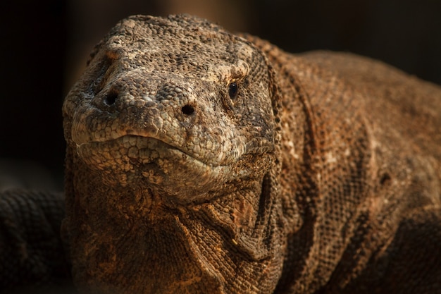 Dragón de Komodo en el hermoso hábitat natural de la famosa isla de Indonesia