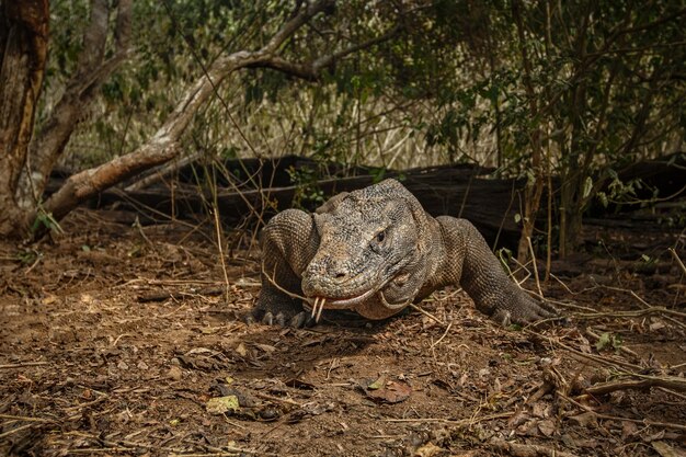 Dragón de Komodo en el hermoso hábitat natural de la famosa isla de Indonesia