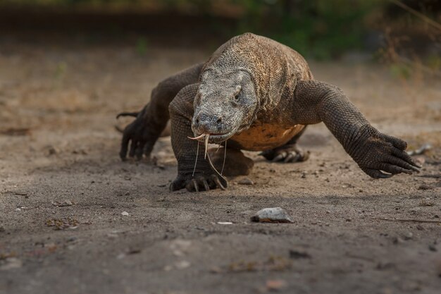 Dragón de Komodo en el hermoso hábitat natural de la famosa isla de Indonesia