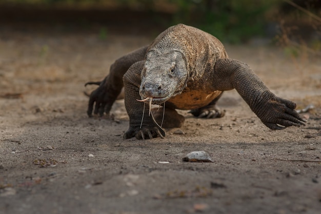 Dragón de Komodo en el hermoso hábitat natural de la famosa isla de Indonesia