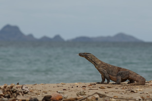 Foto gratuita dragón de komodo en el hermoso hábitat natural de la famosa isla de indonesia