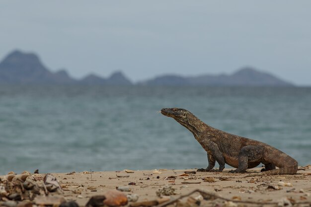 Dragón de Komodo en el hermoso hábitat natural de la famosa isla de Indonesia