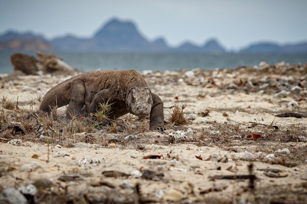 Dragón de Komodo en el hermoso hábitat natural de la famosa isla de Indonesia