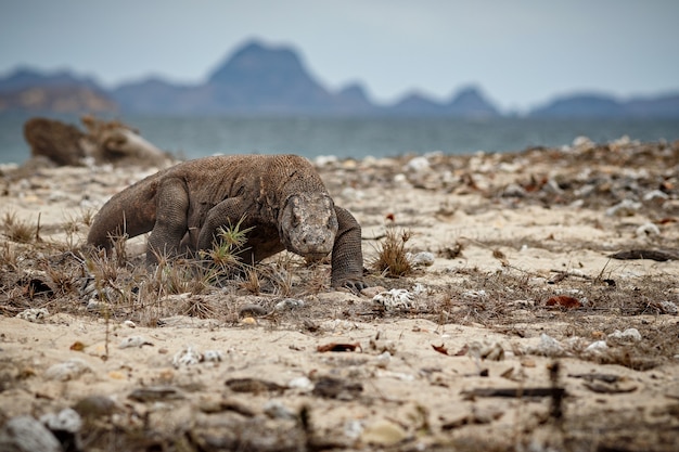 Dragón de Komodo en el hermoso hábitat natural de la famosa isla de Indonesia