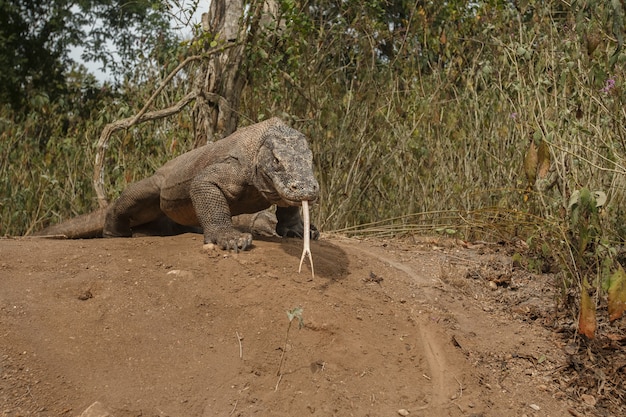 Dragón de komodo lagarto gigante en la isla de komodo