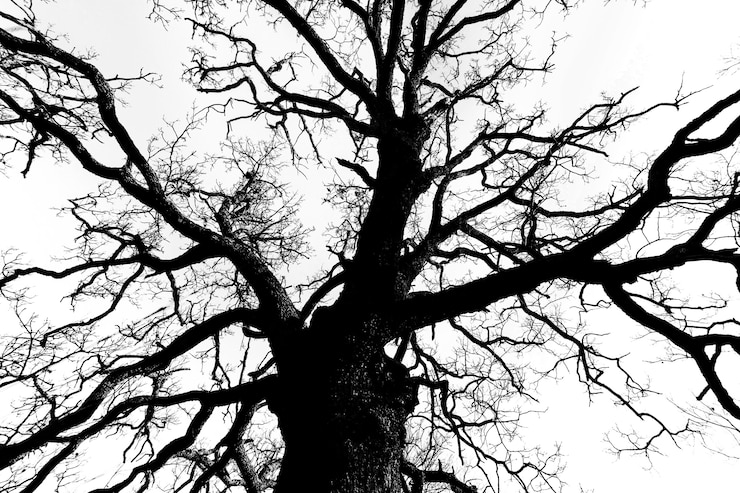 Foto gratuito dramático paisaje de árboles en blanco y negro