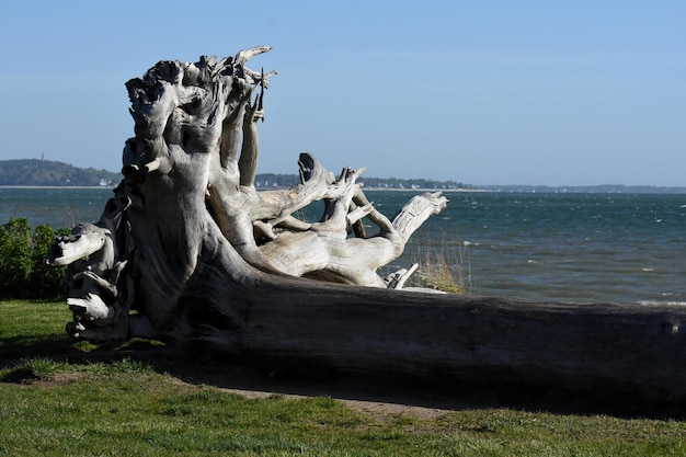 Foto gratuita driftwood árbol descansando sobre su lado junto al océano.