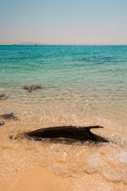 Driftwood cerca de la costa de mar de cristal