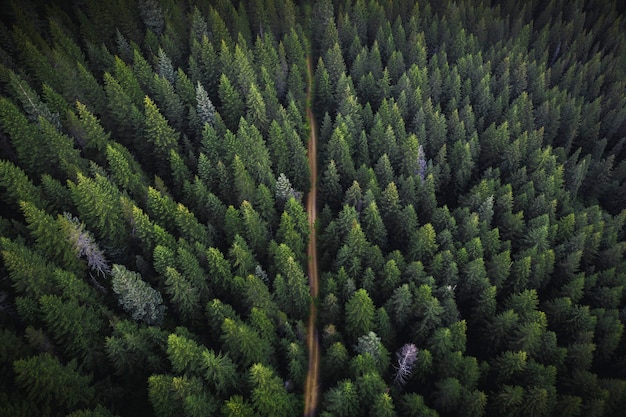 Drone vista de un bosque verde con un camino de tierra