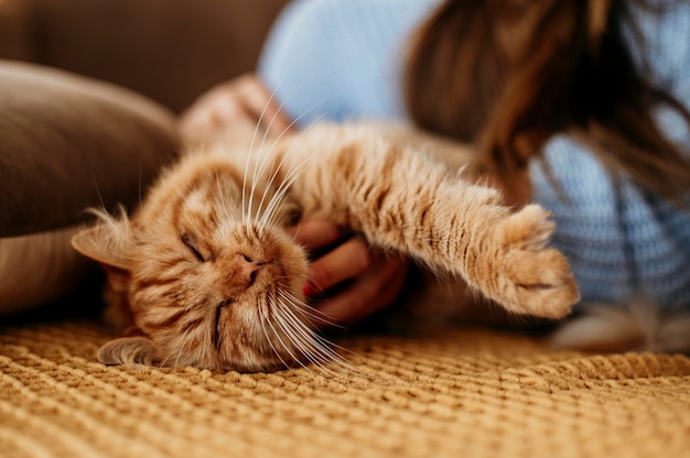 Foto gratuita dueño acariciando adorable gato