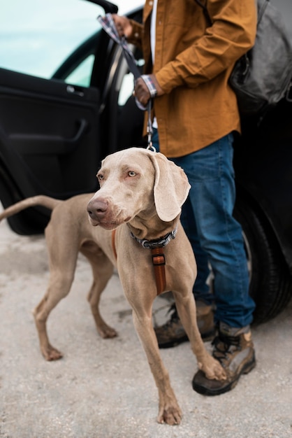 Foto gratuita dueño de cerca y lindo perro