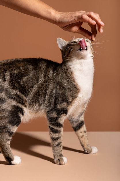 Foto gratuita dueño dándole un premio al gato