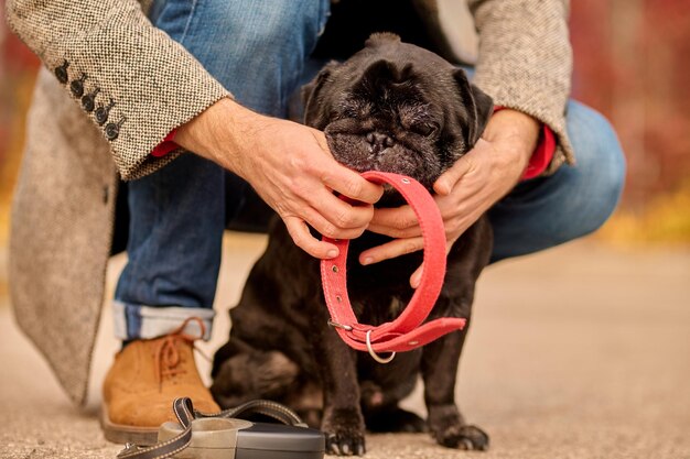 El dueño de una mascota pone un collar de perro en el cuello de su mascota