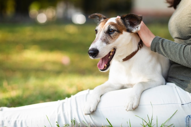 Dueño que acaricia el perro en el parque