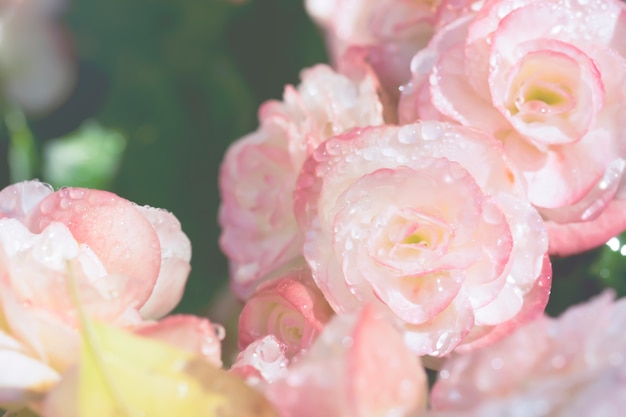 Dulce de color rosa flor y el agua caída de fondo