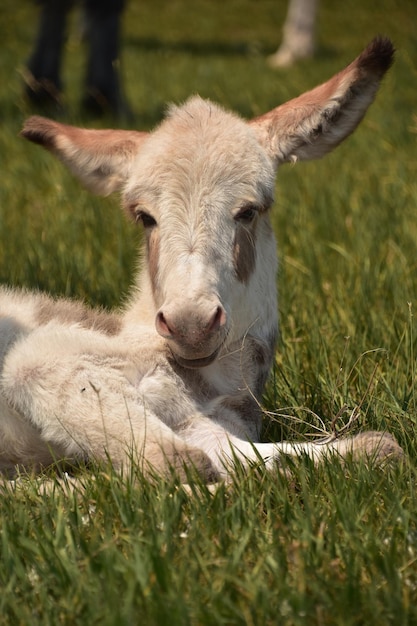 Foto gratuita dulce mirada directamente a la cara de un burro bebé blanco.