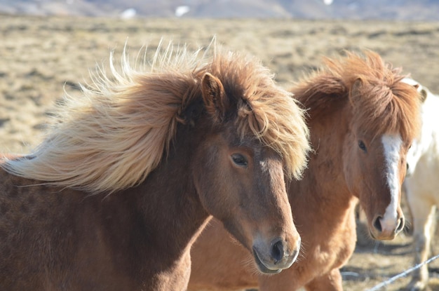 Dulce par de caballos islandeses con el viento soplando sus melenas.