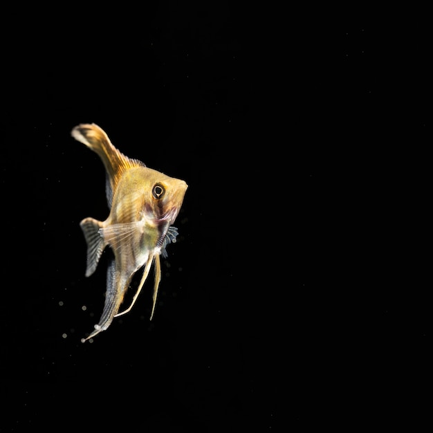 Dumbo amarillo Betta splendens lucha contra peces