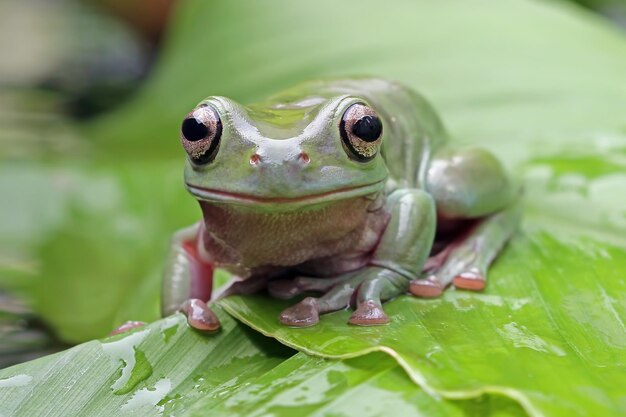 Dumpy frog litoria caerulea en hojas verdes Dumpy frog en rama anfibio closeup
