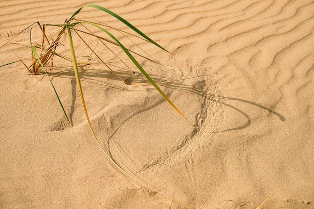 Duna, hierba de lyme fresca en la arena de una playa junto al mar negro, enfoque selectivo. Día ventoso, rastros de hierba en la arena