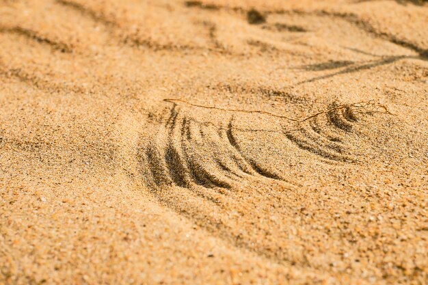 Dunas, dibujos de hierba sobre arena bajo ráfagas de viento en la costa del Mar Negro, enfoque selectivo en las líneas. De cerca.