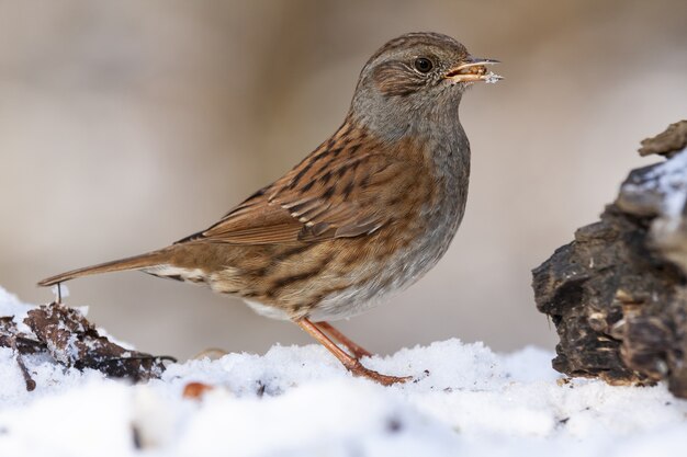 Dunnock (Prunella modularis) de pie en el suelo cubierto de nieve con comida en su pico