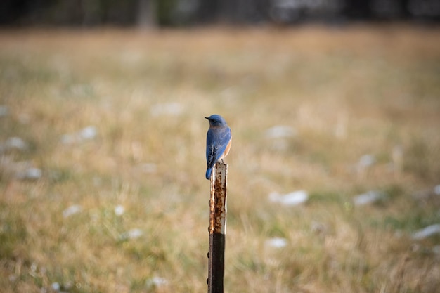 Eastern Bluebird posado en un poste.