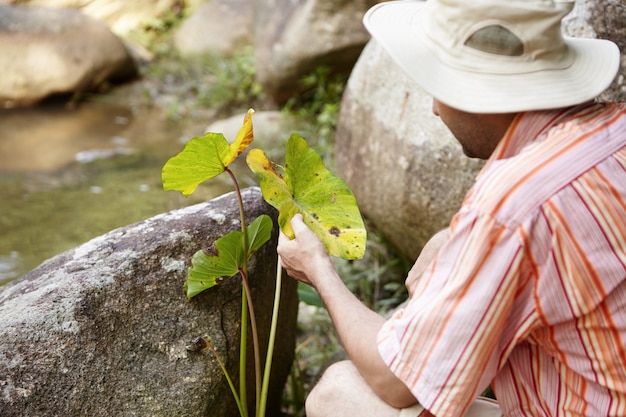 Foto gratuita ecología y seguridad ambiental. científico con sombrero de panamá examinando hojas de plantas verdes en busca de enfermedades de las manchas foliares sentado entre rocas en el río. ecologista realizando investigaciones al aire libre.