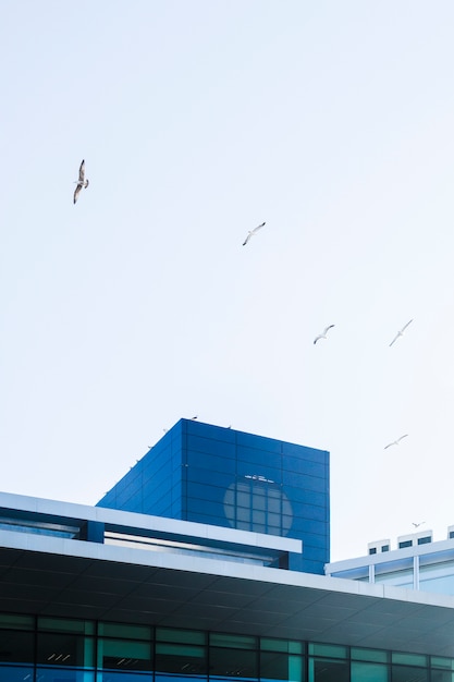 Foto gratuita edificios con pájaros