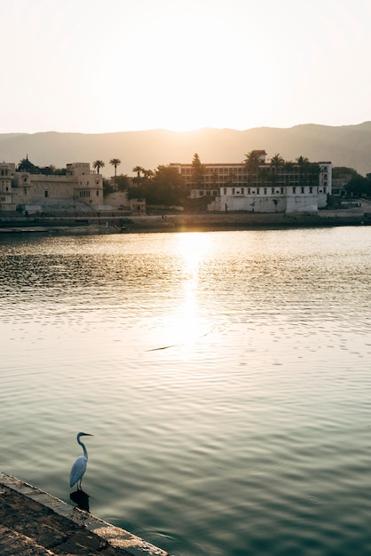 Foto gratuita egret pájaro en el lago pushkar en rajasthan, india