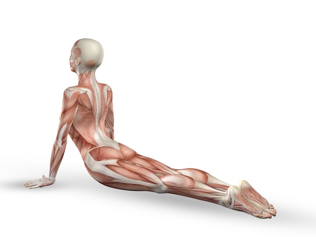 Ejercicio de yoga con músculos 