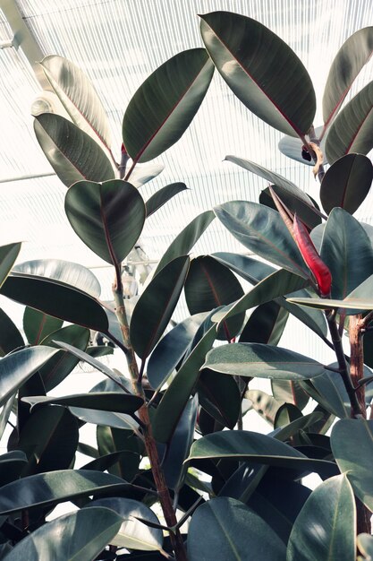 Elastica ficus con hojas grandes