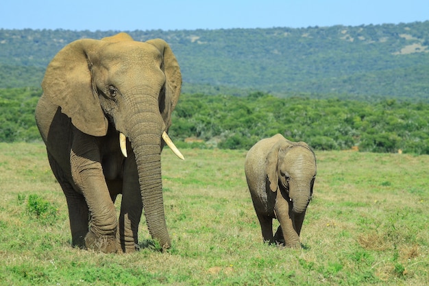 Elefante africano y bebé caminando por el campo abierto