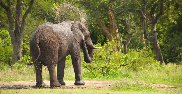 Elefante africano lavándose con agua en el bosque en Sudáfrica