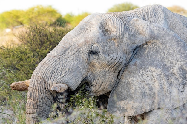 Elefante africano que come el árbol de acacia en el parque nacional de Etosha, Namibia.