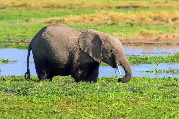 Foto gratuita elefante en el agua