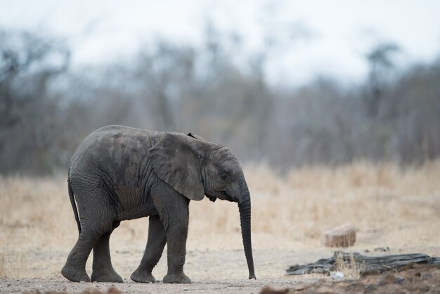 Elefante bebé solitario de pie en el suelo