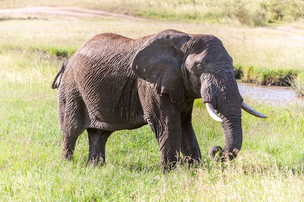 Elefante caminando en la sabana