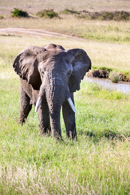 Elefante caminando en sabana