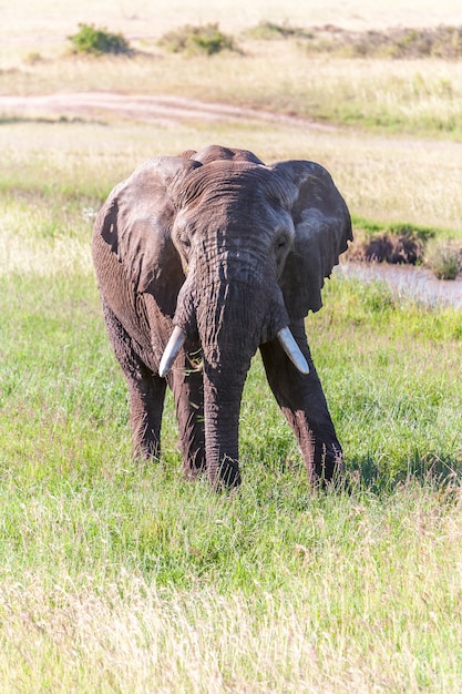 Elefante caminando en la sabana