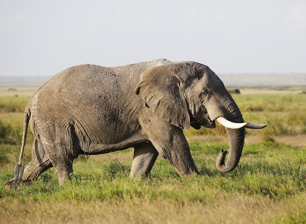 Elefante caminando sobre un campo verde en el Parque Nacional de Amboseli, Kenia