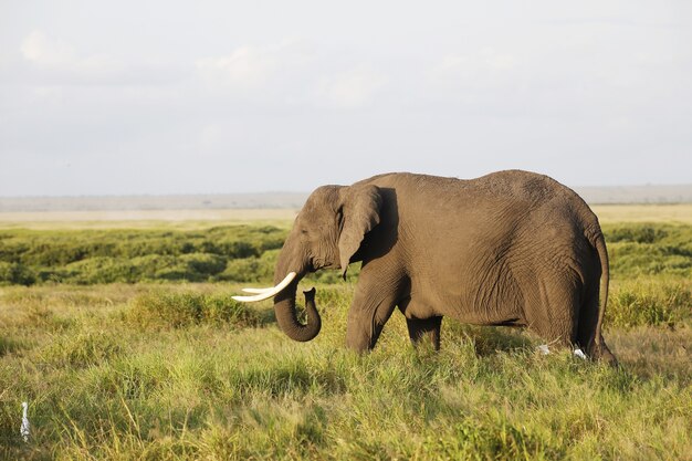 Elefante caminando sobre un campo verde en el Parque Nacional de Amboseli, Kenia