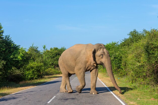 Elefante en la carretera