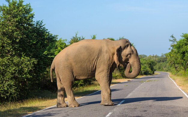 Elefante en la carretera