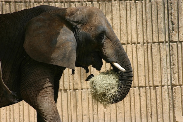 Elefante comiendo heno en el zoológico detrás de una valla de madera