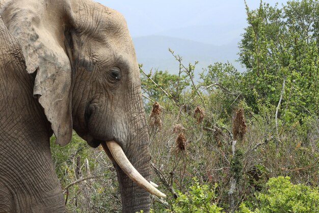 Elefante fangoso caminando alrededor de una jungla cubierta de vegetación a la luz del día