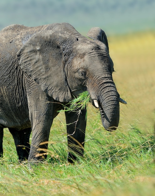 Elefante en la naturaleza