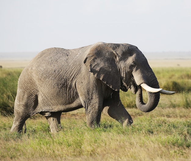 Elefante en el Parque Nacional Amboseli, Kenia, África